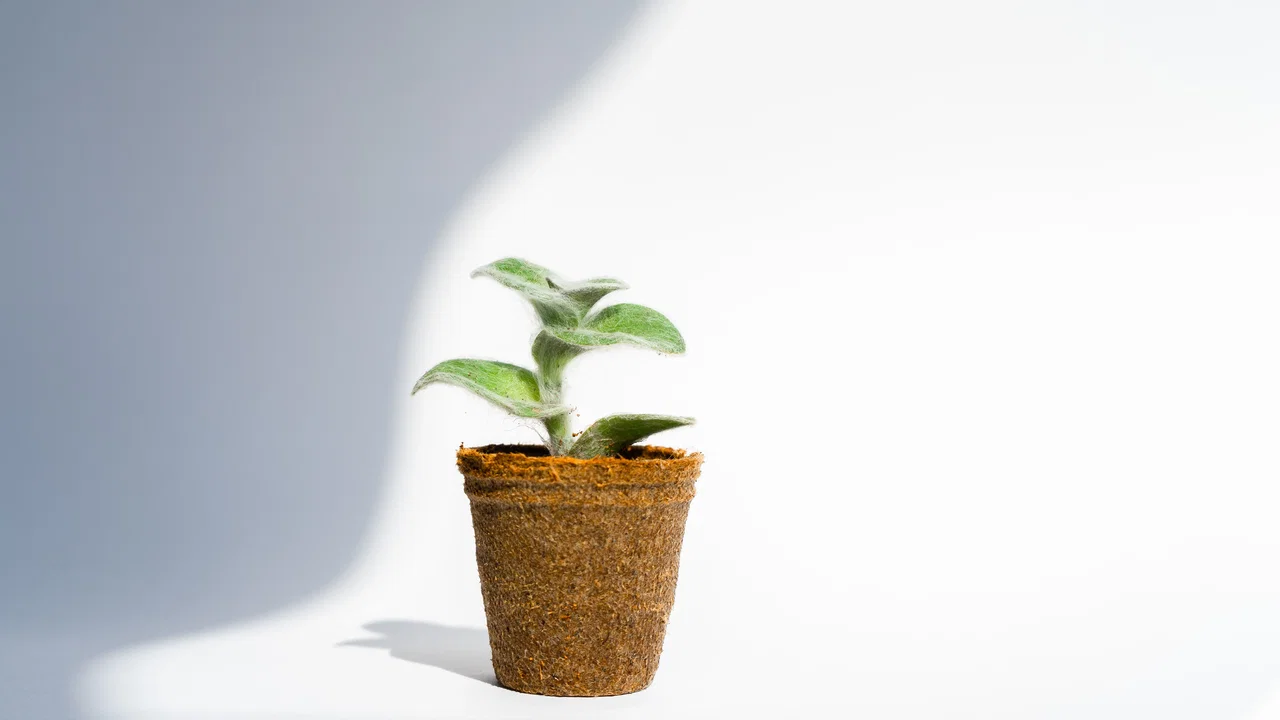 Tre quarti delle aziende avrà un programma ESG entro 4 anni