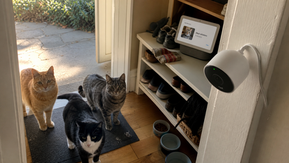 Google lancia Pet Memory, ma confonde i gatti