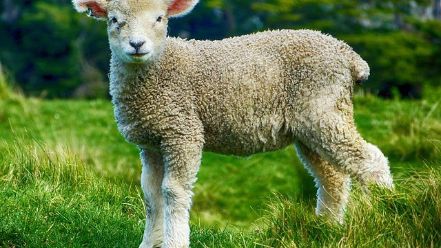 Innovazioni AI dalla fattoria alla tavola