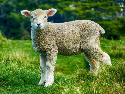 Innovazioni AI dalla fattoria alla tavola