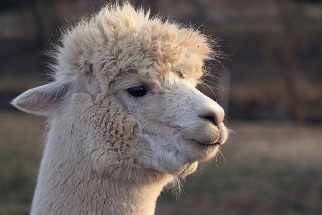 LLaMA 4 vs ChatGPT: la sfida dell'AI aziendale
