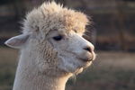 LLaMA 4 vs ChatGPT: la sfida dell'AI aziendale