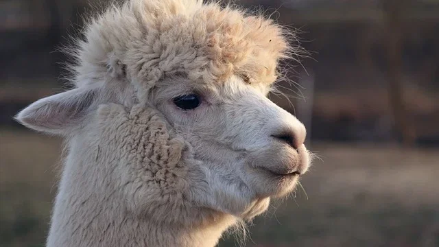 LLaMA 4 vs ChatGPT: la sfida dell'AI aziendale